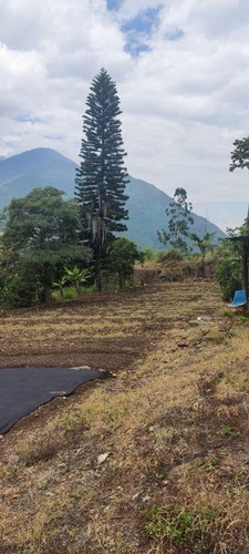 Finca De 1.650m2 En Venta Aují El Cerrito Valle Del Cauca Colombia - Imagen 2