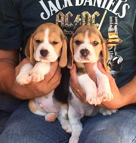 Cachorros Beagle De Calidad