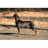 Pinscher Miniatura 