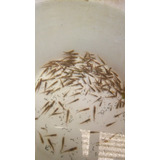 Madrecitas  Mosquito Fish Estanques Lagunas Acuarios