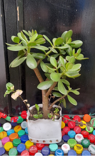 Bonsai Planta Jade