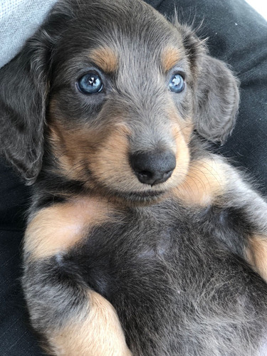 Cachorro Teckel Blue Animal Pets Colombia 