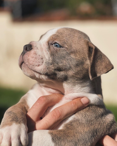 Filhote De American Bully Pocket