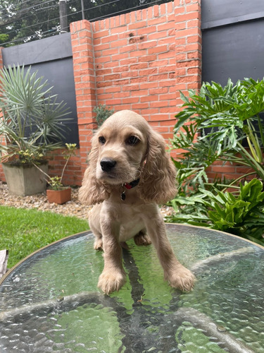 Cocker Spaniel Inglés Macho 3 Meses