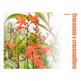 Crocosmia Crocosmiflora | Montbretia