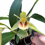 Orquídea Adulta Verde '' Coelogyne Fimbriata '' Bem Formada