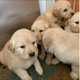 Cachorros Golden Reatriever 40 Dias M Y H Fca Bequi Criadero