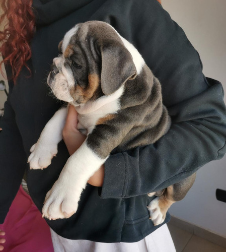 Bulldog Inglés Exoticos Únicos Pedigrí Internacional 