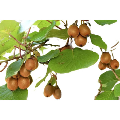 Kiwi Verde - Dulce Actinidia Deliciosa 1 Planta De 1.20 Mts | Meses sin interés