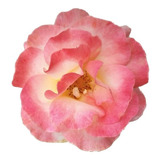 Rosa Colorida - 1 Muda - Floresce Em Pouco Tempo!!