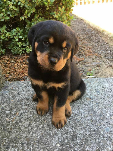 Cachorros Rottweiler