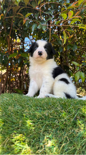 Cachorra Border Collie Tradicional Animal Pets Colombia 