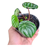 Muda De Peperomia Melancia Fotos Reais Planta Magnífica