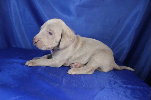 Cautivador Weimaraner Calidad Weimaraner Exclusivos