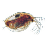 Daphnia Pulga D Agua Cepa Inicial Para Comenzar Tu Cultivo