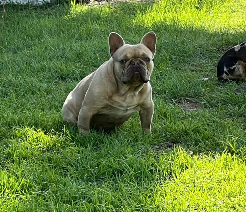 Bulldog Francés Macho Isabella