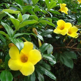 Alamanda E Camarão Amarelo