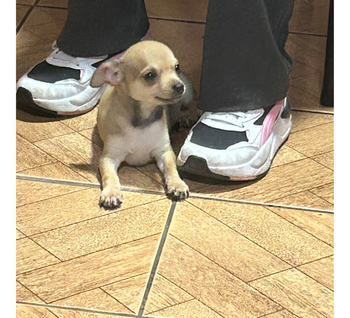 Chihuahua Macho