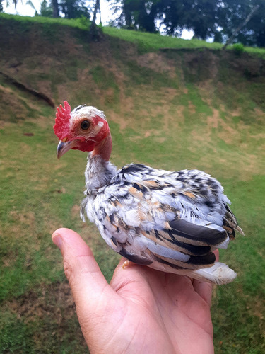 Ovos Férteis Garnize Suro 12un Polaco Pescoço Pelado 