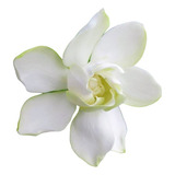 Jazmines 4 Estaciones Gardenia Injert 70cms Z/ Floresta.