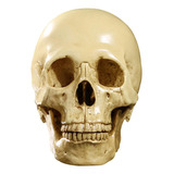 A*gift Cráneo Humano Artificial De Tamaño Real De 6,5