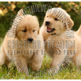 Cachorros Golden Retriever Criados Con Amor Y En Libertad!