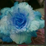 5 Sementes De Rosa Do Deserto Azul Tripla P/jardim Rara 