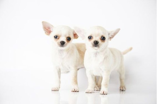 Cachorro Chihuahua Blanco Cabeza De Manzana 