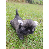 Cachorros Shih Tzu Manto Negro Perros En Venta En Bogotá