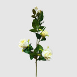 Rosa 80x3 Blanca