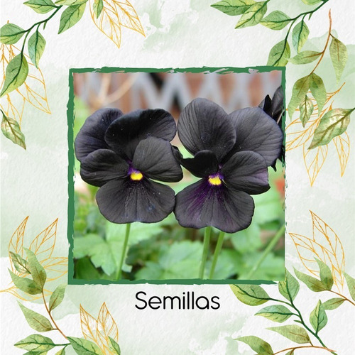 50 Semillas Flor Pensamiento Casi Negro + Obseq Germinación