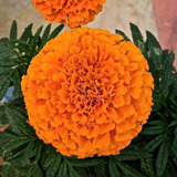 Semillas Flores Tagetes Erecta Var. Naranjo