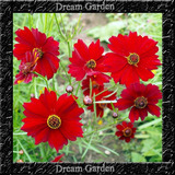 Coreopsis Red Scarlet Sementes Flor Para Sementes