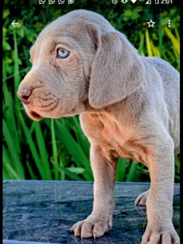 Ultimos!!! Cachorros Weimaraner Hermosos!!!criadero Fiormay