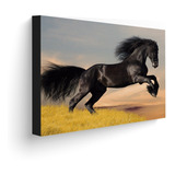 Cuadro 70x50 Cms Decorativo Caballo 1