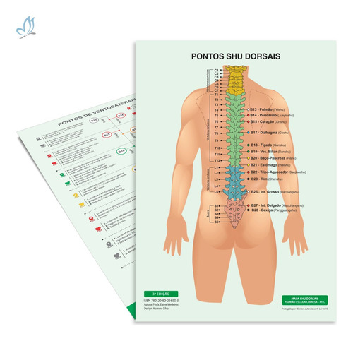 Mapa De Acupuntura Chinesa Ventosa Nas Costas Ventosaterapia