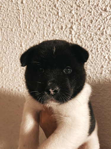 Akitas Americanos (mirar Descripción) Hembras