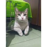 Gatita De 9 Meses En Adopción Responsable Cdmx