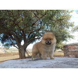 Cachorros Pomerania