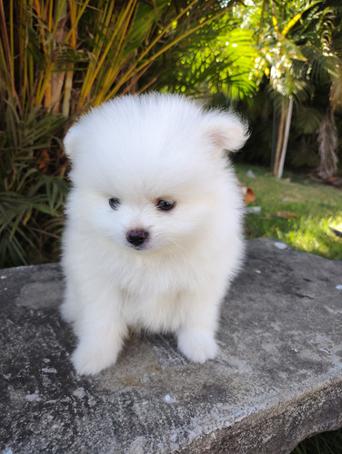 Lulu Da Pomerânia Branco 