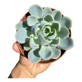 Suculenta Echeveria Orpet Pt 11 - Vai Plantada Planta De Sol