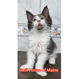 Filhote Maine Coon Legítimo Com Pedigree 