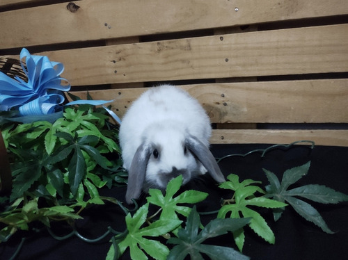 Coelhos Mini Lop