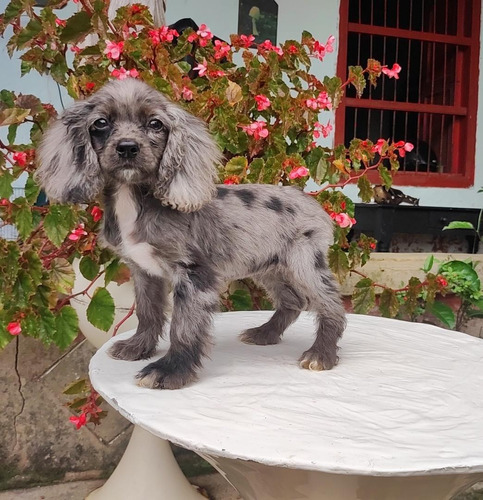 Cachorros Cocker Spaniel Exotic Merle Perros Disponible