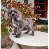 Cachorros Cocker Spaniel Exotic Merle Perros Disponible