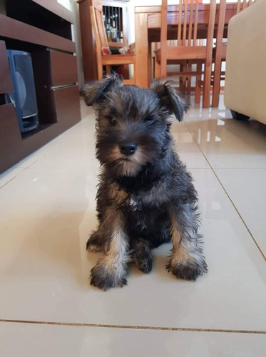 Lindos Schnauzer Miniatura Padres Inscritos