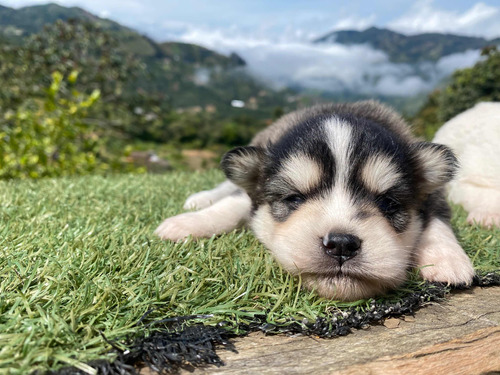 Pomski Cachorros Mascotas Kanis