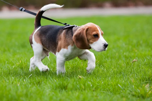 Cachorros Beagle #02