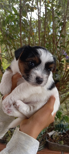 Cachorros Yorkshire Biewer