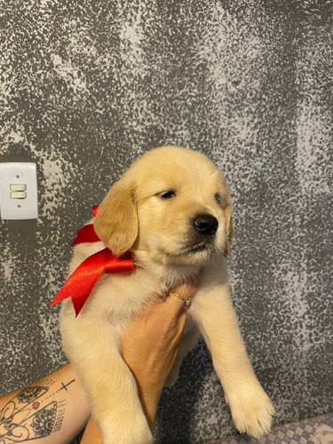 Golden Retriever Filhote Exame E Pedigree